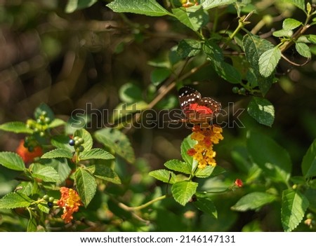 Beautiful red and black butterfly perched on small flowers