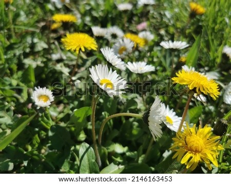 White daisy among dandelions and grass in meadow