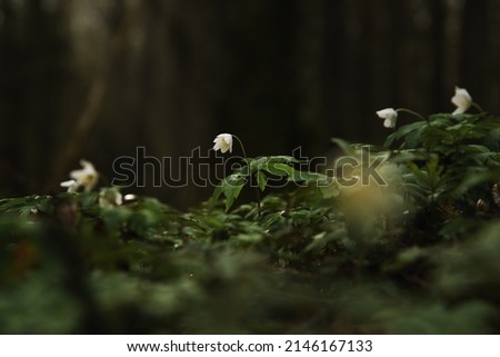 Beautiful white flowers blossom in spring forest