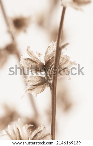 Dried brown beige little flowers with vintage effect on white vertical bokeh background