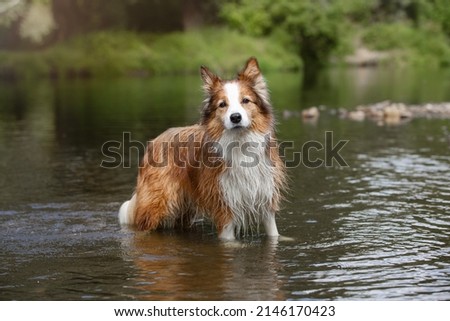 red dog border collie walks in nature. She stands happy in the water against the background of trees and looks into the camera.