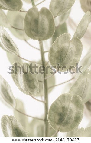 Round oval shape  flowers soft mist effect green color buds with branches on light background vertical macro