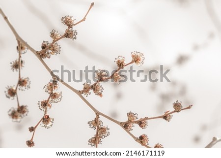 Fresh fluffy buds on tree branch with soft mist effect