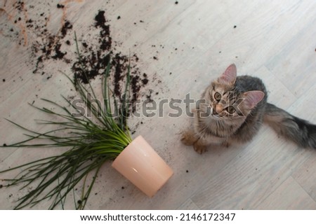domestic cat dropped and broke a flower pot with indoor flowers and looks guilty. The concept of damage from pets. View from above. A curious kitten and a broken pot with a flower. Selective focus. Royalty-Free Stock Photo #2146172347