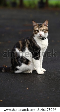 Black and white color cat sitting in the street, image for mobile phone screen, display, wallpaper, screensaver, lock screen or background           