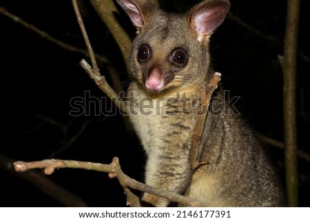A nocturnal Australian brushtailed possum, trichosurus vulpecula,  in a tree against a night sky. Royalty-Free Stock Photo #2146177391