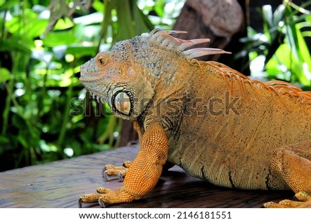 Red iguana - morph green iguana is a large herbivorous lizard of the iguana family Royalty-Free Stock Photo #2146181551