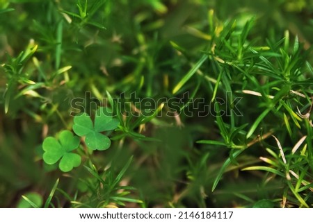 Background natural texture of nature leaves close-up. Trendy macro nature and copy space... Selective focus. Happy shamrock.