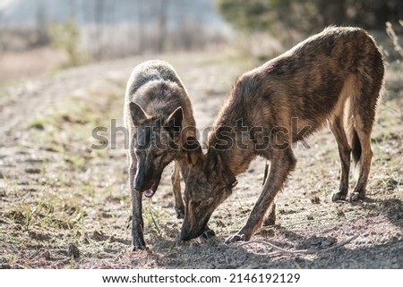 Two hyena-colored dogs in the background of the forest. Back light. setting sun.
