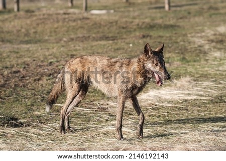 A wild hyena-colored dog stands in a field in spring. Sunset.