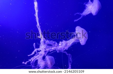 Colorful Jellyfish underwater. Jellyfish moving in water