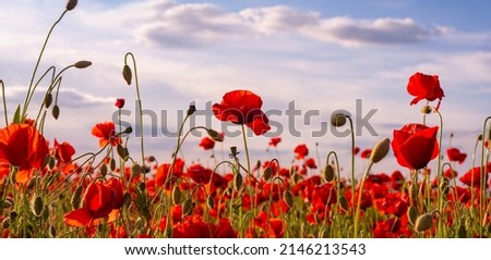 Anzac Day memorial poppies. Field of red poppy flowers to honour fallen veterans soldiers in battle of Anzac armistice day. Wildflowers blooming poppy field landscape. Meadow with flowers. Royalty-Free Stock Photo #2146213543