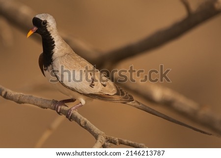 Namaqua dove - Oena capensis - perched with brown background. Photo from Janjabureh Province in the Gambia.