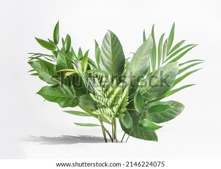 Various green tropical leaves  bunch on white table at wall background. Floral setting with palm branches. Front view. Royalty-Free Stock Photo #2146224075