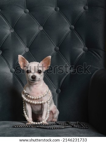 A small white chihuahua dog sits on a turquoise chair with white pearl beads around his neck and looks attentively into the camera. Studio photography.
