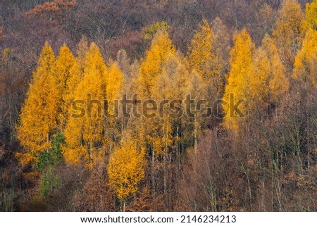 Autumn mixed forest, colorful trees. Deciduous and coniferous forest with yellow, orange leaves.