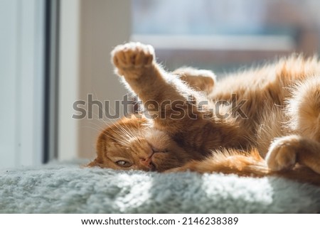 Cat is relaxing on a fur blanket in the sun, cat photo, postcard, animal picture, male ginger cat