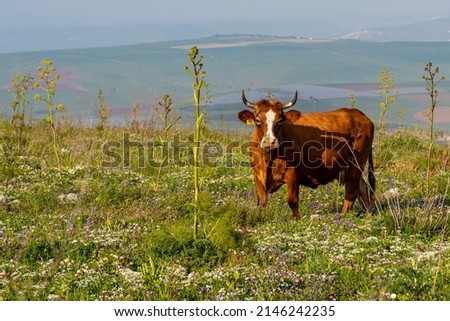 Cattle grazing on Mount Gilboa in Israel on a beautiful afternoon in the spring. Royalty-Free Stock Photo #2146242235