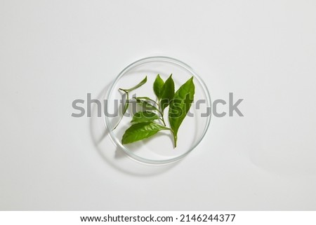 Top view of green tea extract decorated in petri dish and laboratory equipment in white background  Royalty-Free Stock Photo #2146244377