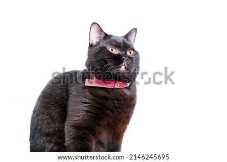 Scottish straight dark brown cat sitting on a white background, isolated image, beautiful domestic cats, cats in the house, pets