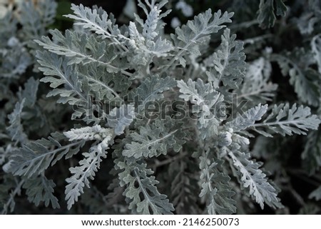 Dusty Miller tree beautiful leaf in garden. selective focus. soft picture