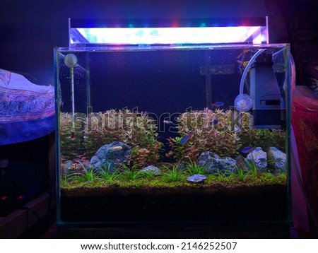Aquascaping from a beautifully planted tropical freshwater aquarium