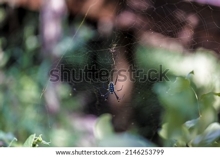 Golden Orb Spider Hunting on its Web