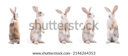 Many variety action of rabbit standing isolated on white background. Adorable bunny rabbit in many motion. Easter season, symbol for celebration. Looking around and sniffing
