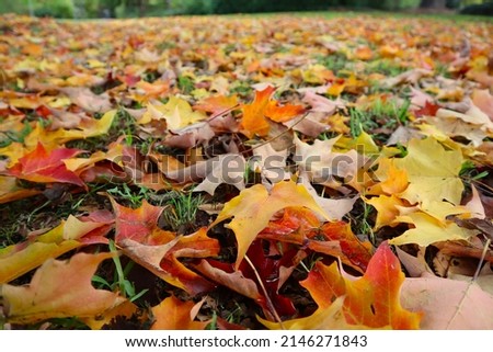 Close up of freshly fallen autumn leaves on the ground in fall