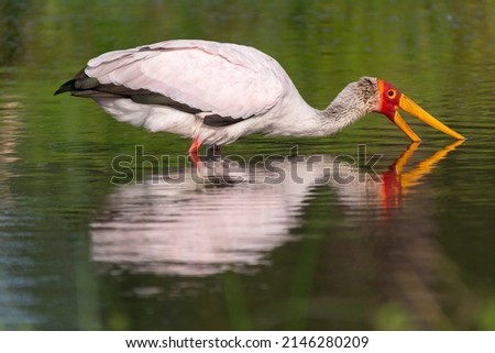 Yellow-billed stork - Mycteria ibis - looking for fishes in the water with reflection. Photo from Moremi Game Reserve in Botswana.
