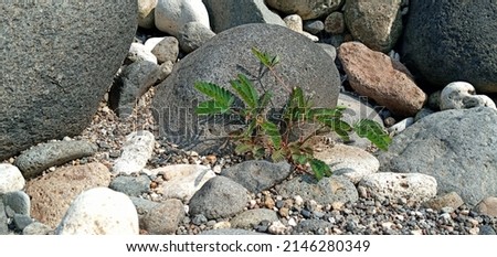 weeds growing on the rocks near a freshwater river

