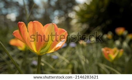 Neon Tulip Green Yellow Orange Flower Bloom in natural sunshine in a garden 