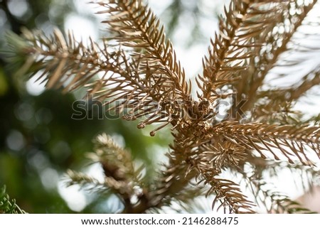 fir tree branches painted with golden spray