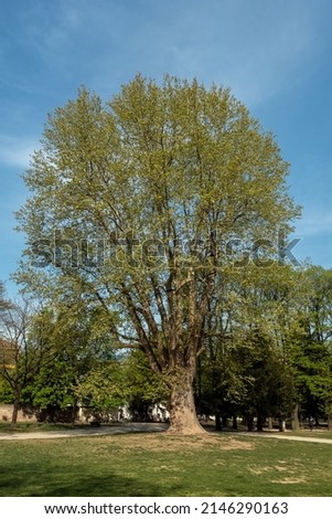 the city's oldest plane tree (Platanus occidentalis, , planted at the beginning of XVIII century. Turin, Piedmont, Italy Royalty-Free Stock Photo #2146290163