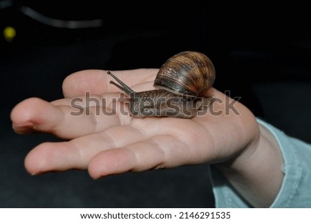 Helix pomatia, large Roman snail on the hand of a human, Oberelsbach, Germany. High quality photo