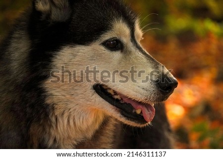 Beautiful Husky Dog in nature