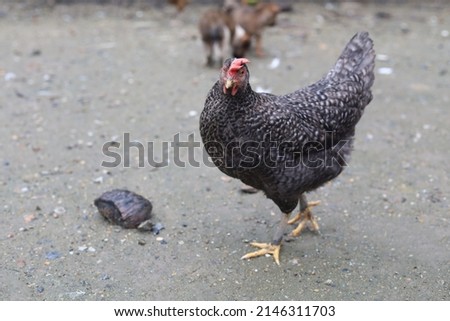 The black hen is stay and releax on floor in garden Royalty-Free Stock Photo #2146311703