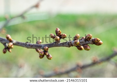 budding buds on a tree branch in early spring macro. Royalty-Free Stock Photo #2146315101