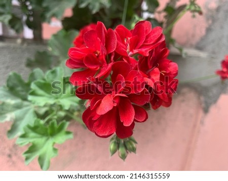 Ivy red Pelargonium zonale -Pelargonium zonale is a species of Pelargonium native to southern Africa in the western regions of the Cape Provinces, in the geranium family.