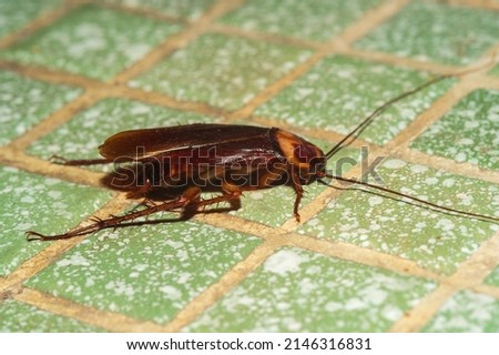 A cockroach on a green mosaic
