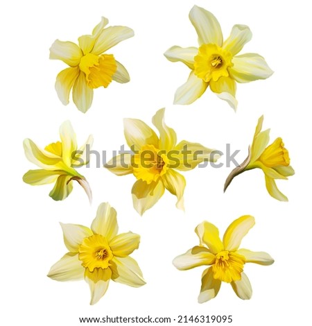 
drawn art buds of daffodils flowers elements on white background