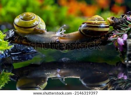 Two cute snail kiss each other on a branch with reflection in the water in a dreamy background