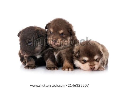 young Finnish Lapphunds in front of white background