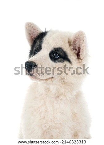 young Yakutian Laika in front of white background