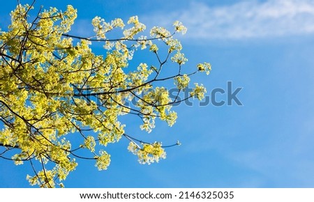 Fresh natural spring flowers and leaves on blue sky, trees, beautiful day, stock photo