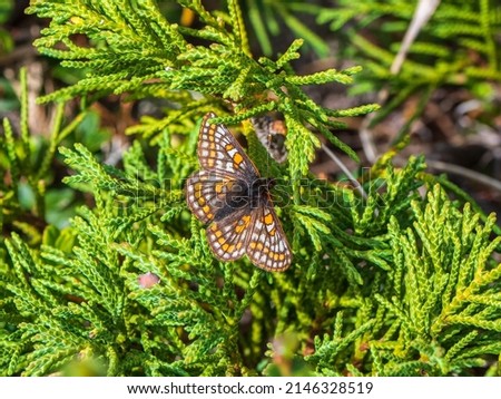 Small Pearl-bordered Fritillary butterfly (euphydryas iduna) on green juniper, close up. Rare butterfly from Altai. Siberia, Russia