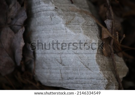 Banded white and gray rock set in leaves with bokeh fade