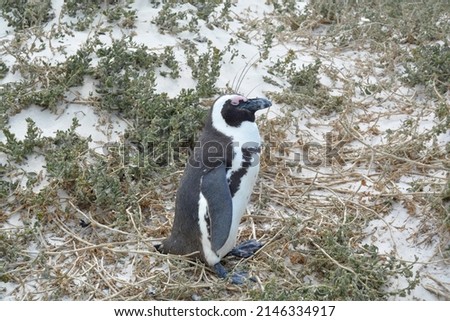 A picture of South African penguin on white sand and grass