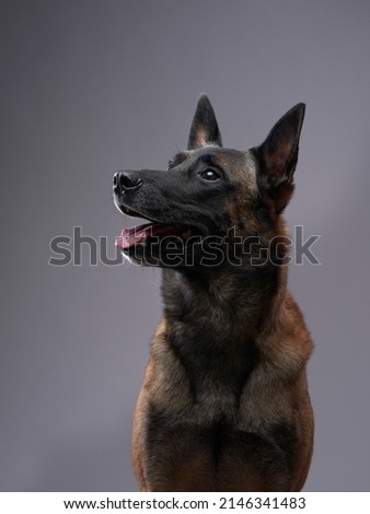 Malinois dog on a gray background. Beautiful pet in the studio