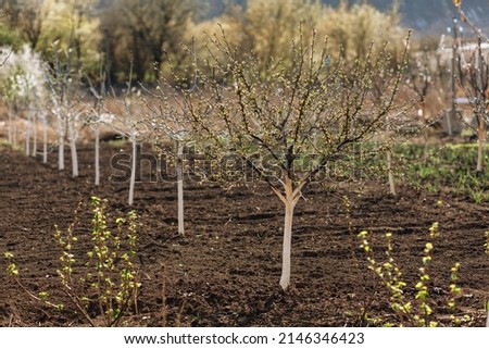 young fruit trees in the garden. High quality photo